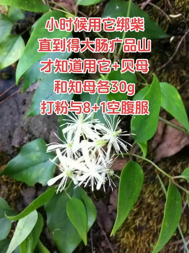 老虎须的功效与作用？老虎须的功效与作用图片及禁忌？-第2张图片-优品飞百科