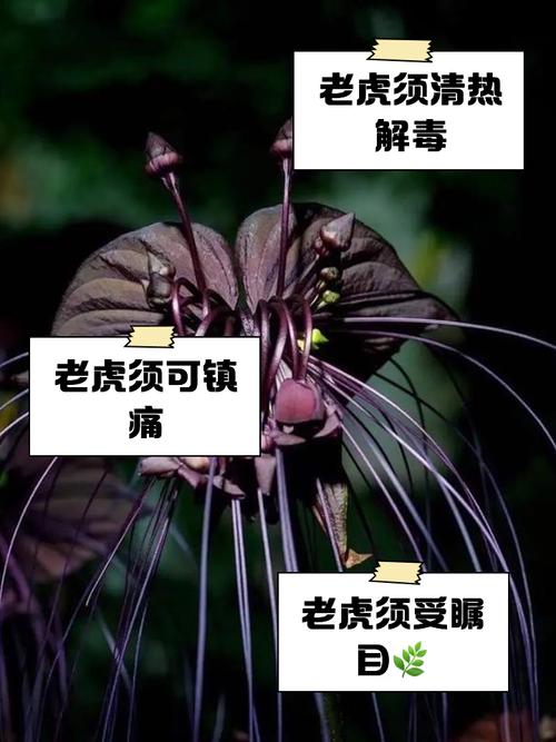 老虎须的功效与作用？老虎须的功效与作用图片及禁忌？-第3张图片-优品飞百科