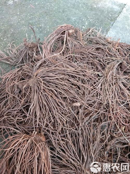 老虎须的功效与作用？老虎须的功效与作用图片及禁忌？-第4张图片-优品飞百科