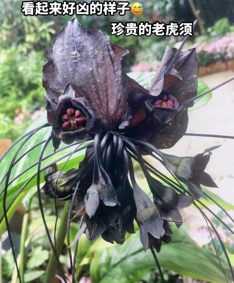 老虎须的功效与作用？老虎须的功效与作用图片及禁忌？-第5张图片-优品飞百科