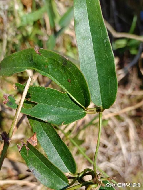 老虎须的功效与作用？老虎须的功效与作用图片及禁忌？-第6张图片-优品飞百科