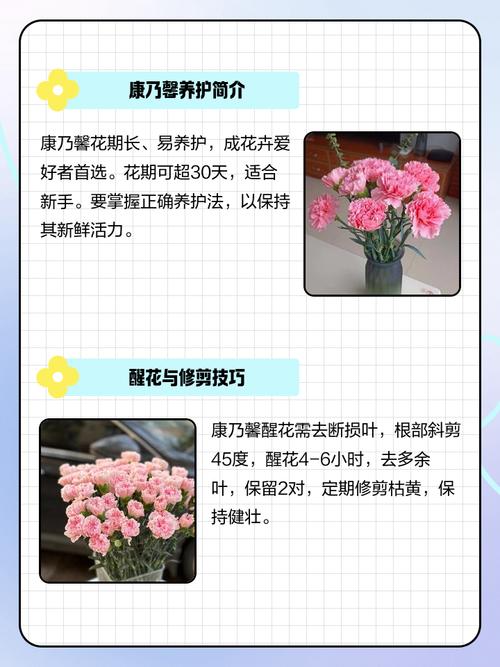 康乃馨可以放在室内吗，康乃馨能放在屋里吗-第1张图片-优品飞百科