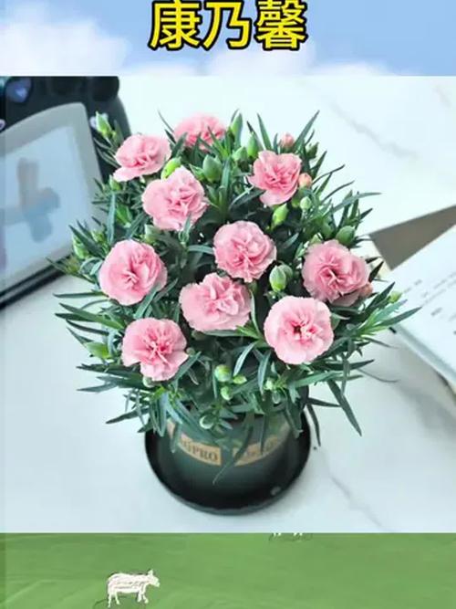 康乃馨可以放在室内吗，康乃馨能放在屋里吗-第2张图片-优品飞百科
