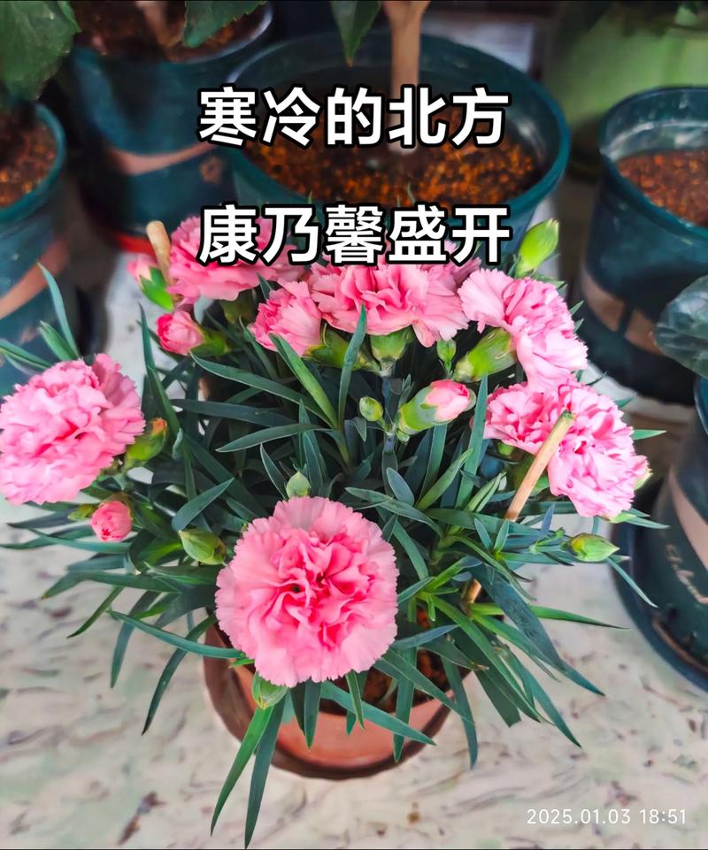 康乃馨可以放在室内吗，康乃馨能放在屋里吗-第3张图片-优品飞百科