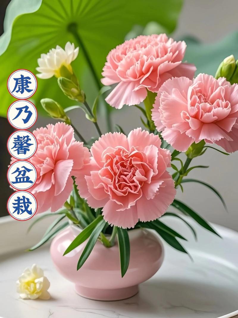 康乃馨可以放在室内吗，康乃馨能放在屋里吗-第4张图片-优品飞百科
