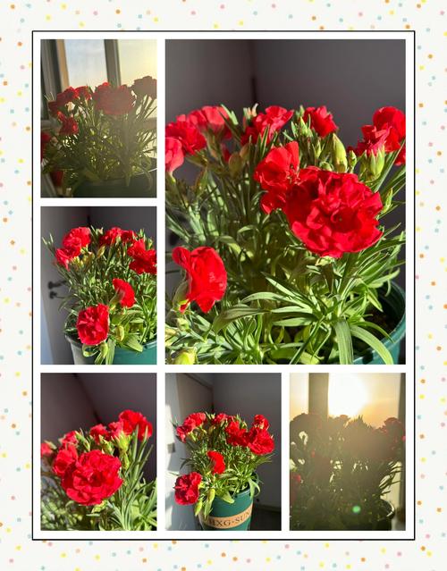 康乃馨可以放在室内吗，康乃馨能放在屋里吗-第6张图片-优品飞百科