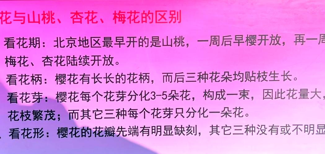 山桃花的功效与作用？山桃花的功效与作用图片？-第1张图片-优品飞百科