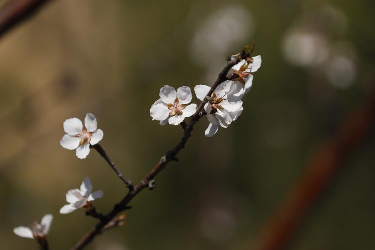 山桃花的功效与作用？山桃花的功效与作用图片？-第2张图片-优品飞百科