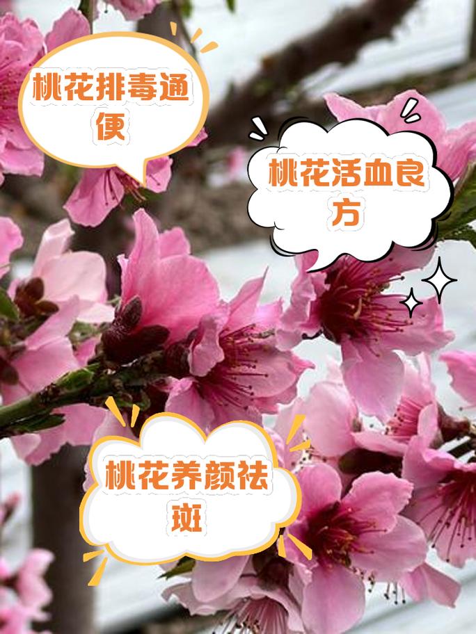 山桃花的功效与作用？山桃花的功效与作用图片？-第3张图片-优品飞百科