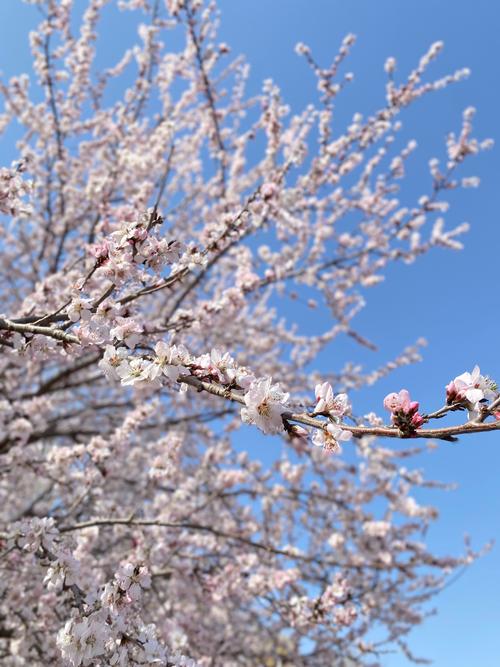山桃花的功效与作用？山桃花的功效与作用图片？-第4张图片-优品飞百科