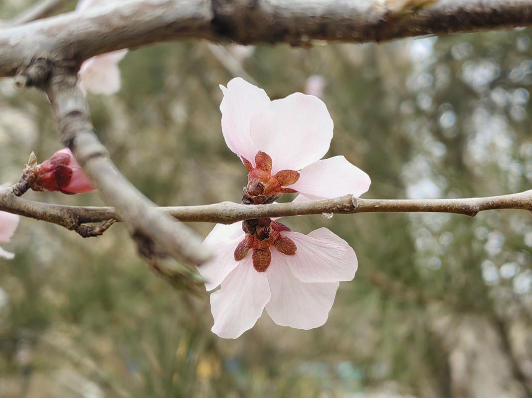 山桃花的功效与作用？山桃花的功效与作用图片？-第5张图片-优品飞百科