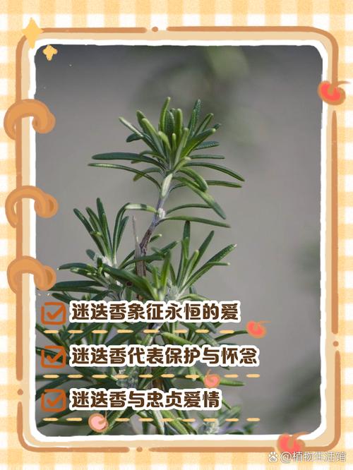 迷迭香的花语和传说，迷迭香的花语及代表意义