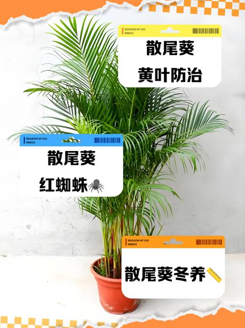 散尾葵的风水作用，散尾葵的风水作用有什么寓意散尾葵这么摆放风水比较好？