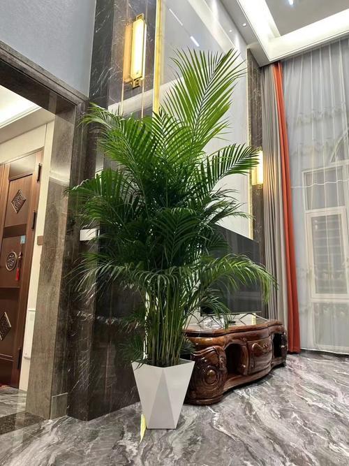 散尾葵的风水作用，散尾葵的风水作用有什么寓意散尾葵这么摆放风水比较好？-第2张图片-优品飞百科