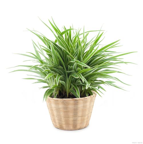 散尾葵的风水作用，散尾葵的风水作用有什么寓意散尾葵这么摆放风水比较好？-第3张图片-优品飞百科