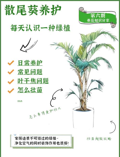 散尾葵的风水作用，散尾葵的风水作用有什么寓意散尾葵这么摆放风水比较好？-第4张图片-优品飞百科