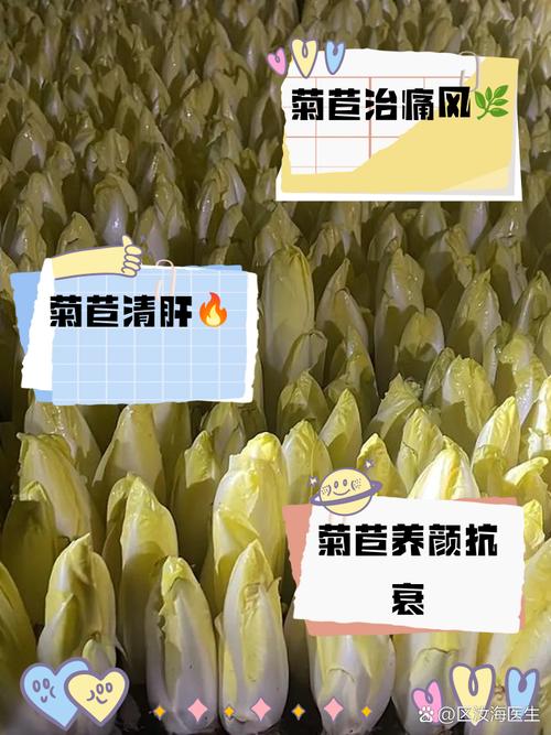 苣荬菜的养殖方法？苣荬菜的种植方法？-第1张图片-优品飞百科