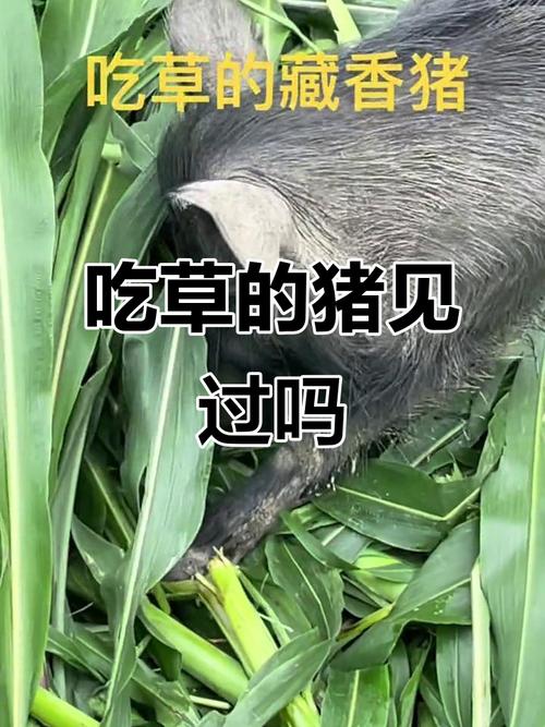 苣荬菜的养殖方法？苣荬菜的种植方法？-第3张图片-优品飞百科