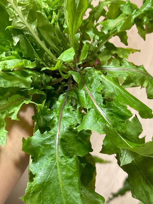 苣荬菜的养殖方法？苣荬菜的种植方法？-第5张图片-优品飞百科