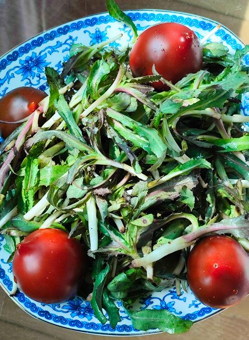 苣荬菜的养殖方法？苣荬菜的种植方法？-第6张图片-优品飞百科