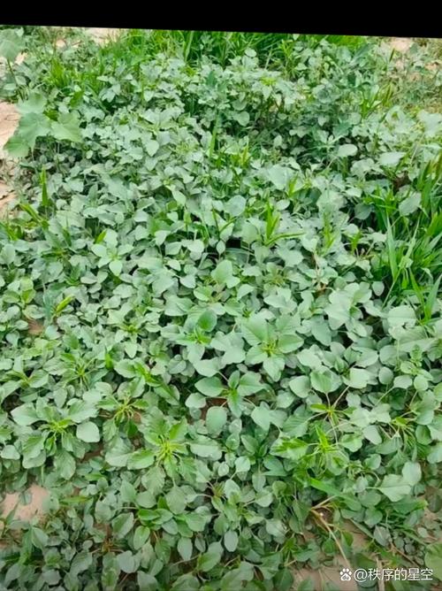 苣荬菜的养殖方法？苣荬菜的种植方法？-第7张图片-优品飞百科