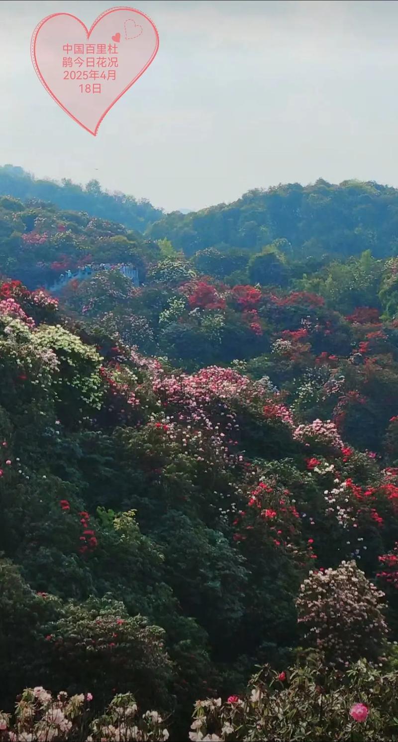 湖南省石门县天气预报，湖南省石门县天气预报30天天气预报-第3张图片-优品飞百科