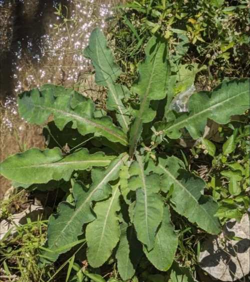 苦菜的功效与作用，陕北苦菜的功效与作用-第1张图片-优品飞百科