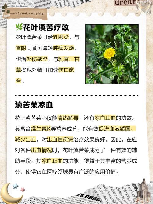 苦菜的功效与作用，陕北苦菜的功效与作用-第2张图片-优品飞百科