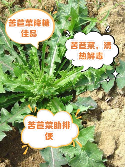 苦菜的功效与作用，陕北苦菜的功效与作用-第4张图片-优品飞百科