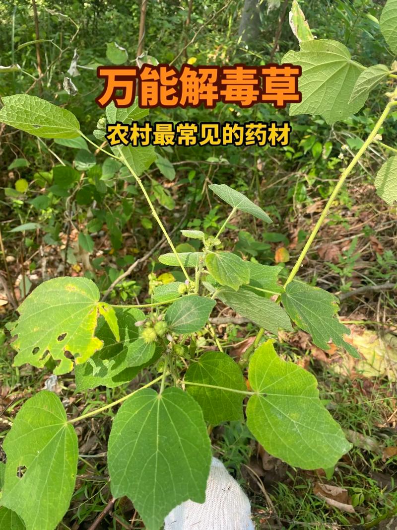 地桃花的功效与作用，地桃花的功效与作用主治-第1张图片-优品飞百科