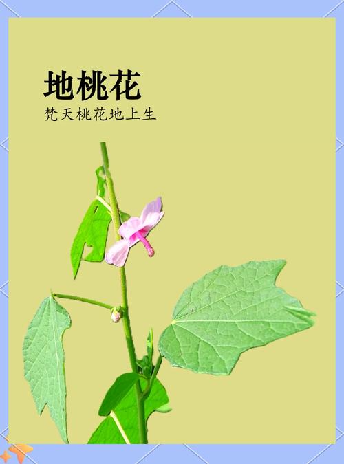 地桃花的功效与作用，地桃花的功效与作用主治-第2张图片-优品飞百科