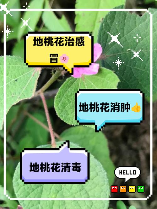 地桃花的功效与作用，地桃花的功效与作用主治-第4张图片-优品飞百科