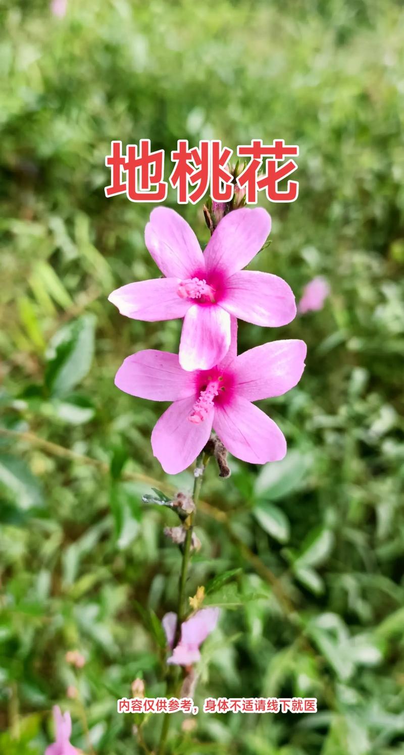 地桃花的功效与作用，地桃花的功效与作用主治-第5张图片-优品飞百科