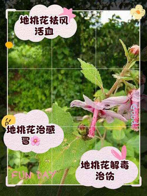 地桃花的功效与作用，地桃花的功效与作用主治-第6张图片-优品飞百科