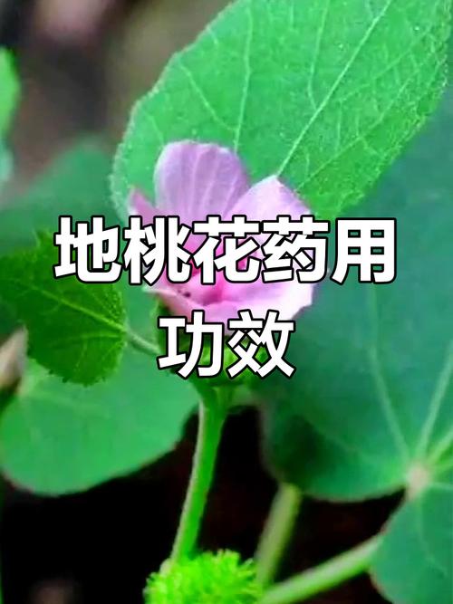 地桃花的功效与作用，地桃花的功效与作用主治-第7张图片-优品飞百科