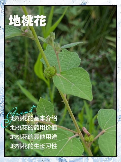 地桃花的功效与作用，地桃花的功效与作用主治-第8张图片-优品飞百科