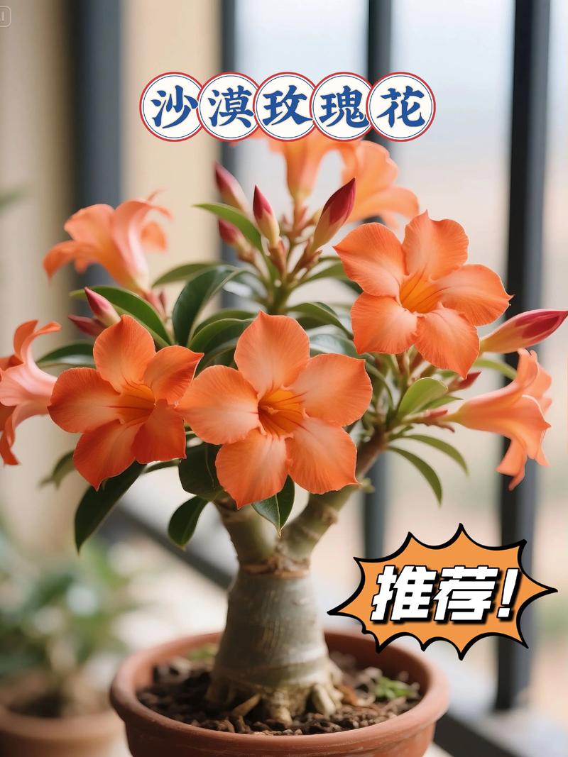 沙漠玫瑰有毒吗，沙漠玫瑰有毒吗家里能养吗-第2张图片-优品飞百科