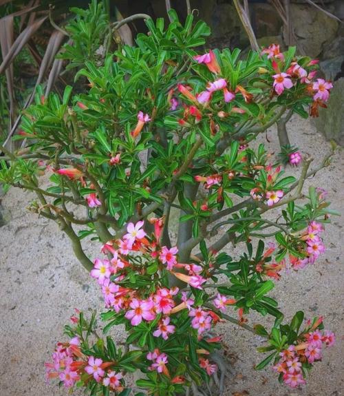 沙漠玫瑰有毒吗，沙漠玫瑰有毒吗家里能养吗-第3张图片-优品飞百科