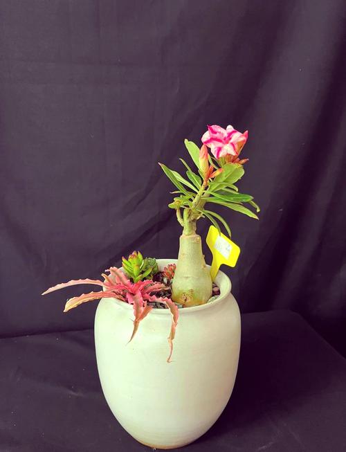 沙漠玫瑰有毒吗，沙漠玫瑰有毒吗家里能养吗-第4张图片-优品飞百科