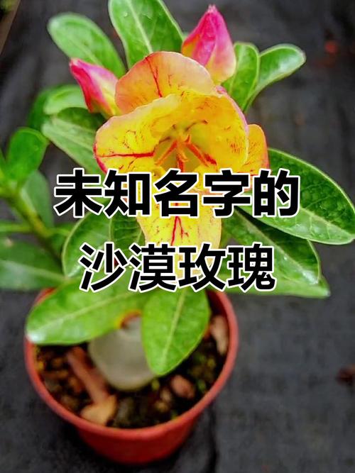 沙漠玫瑰有毒吗，沙漠玫瑰有毒吗家里能养吗-第5张图片-优品飞百科