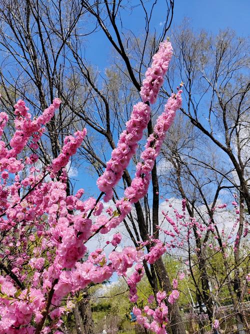 固原适合养什么花，市花和市树是什么，固原的市花是什么-第1张图片-优品飞百科