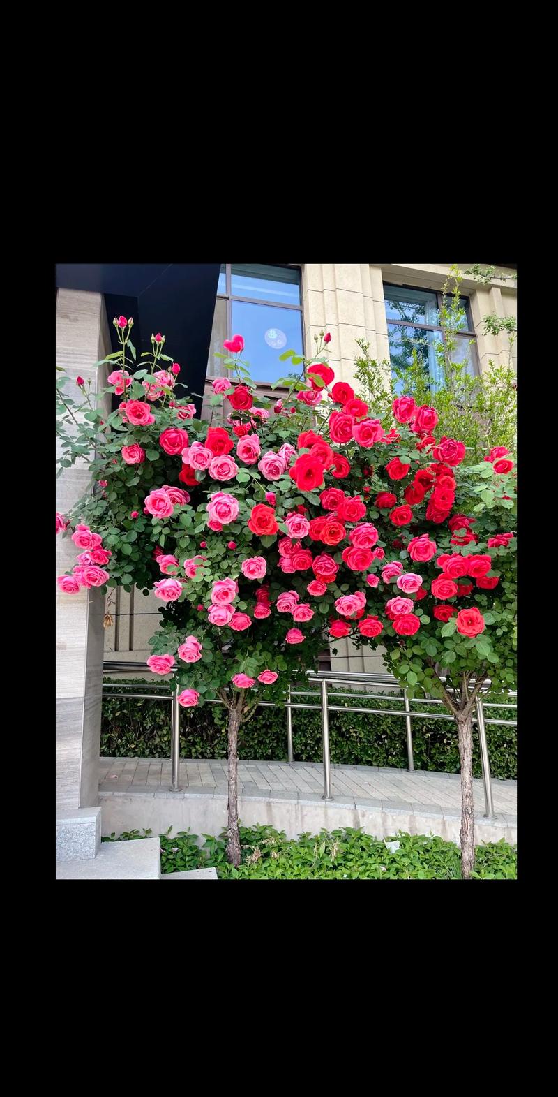 固原适合养什么花，市花和市树是什么，固原的市花是什么-第2张图片-优品飞百科