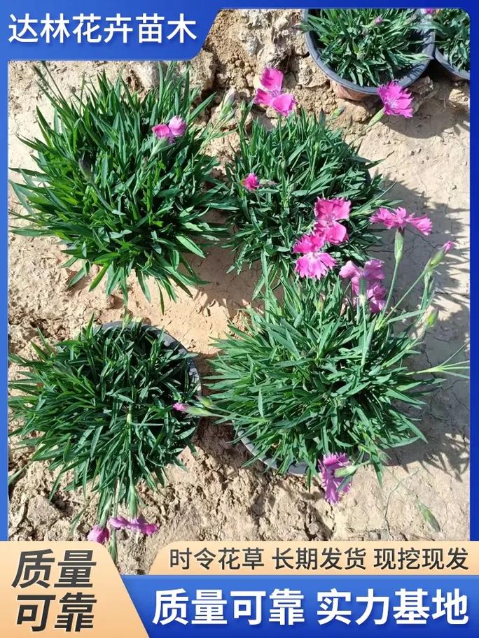 固原适合养什么花，市花和市树是什么，固原的市花是什么-第4张图片-优品飞百科