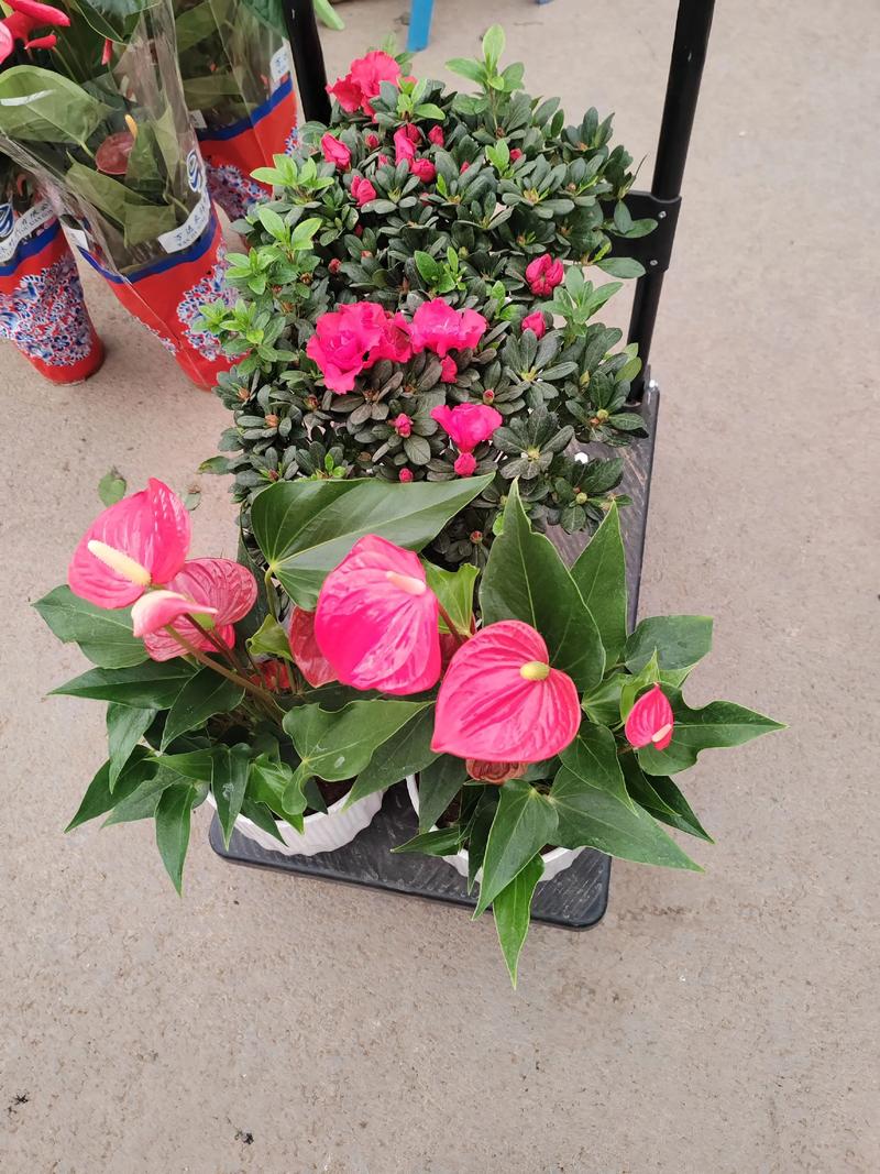 固原适合养什么花，市花和市树是什么，固原的市花是什么-第5张图片-优品飞百科