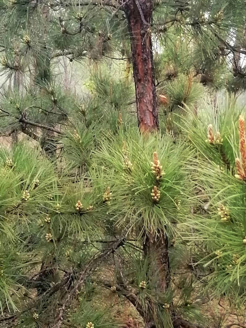 固原适合养什么花，市花和市树是什么，固原的市花是什么-第7张图片-优品飞百科