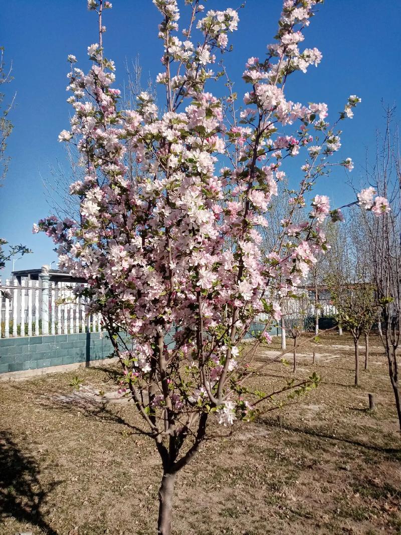 固原适合养什么花，市花和市树是什么，固原的市花是什么-第8张图片-优品飞百科