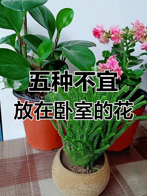 红雀珊瑚可以放在卧室吗，红雀珊瑚可以插枝吗