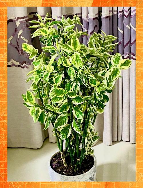 红雀珊瑚可以放在卧室吗，红雀珊瑚可以插枝吗-第3张图片-优品飞百科