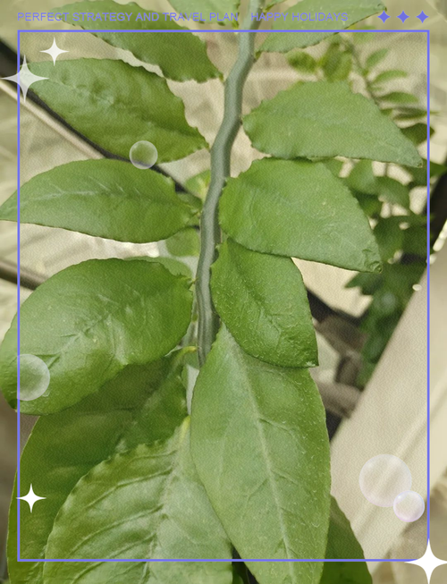 红雀珊瑚可以放在卧室吗，红雀珊瑚可以插枝吗-第4张图片-优品飞百科