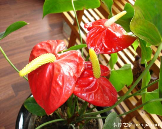 红雀珊瑚可以放在卧室吗，红雀珊瑚可以插枝吗-第5张图片-优品飞百科